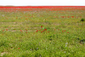 red poppies in the field as background