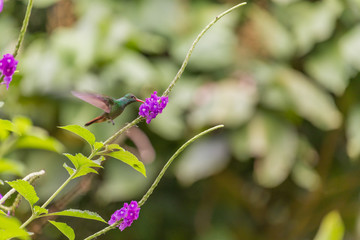 Koliber w locie / Kostaryka