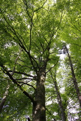 Baumkronen 2