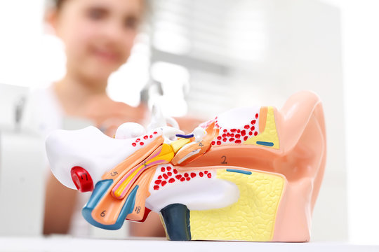 Budowa ucha, anatomia układu słuchu.