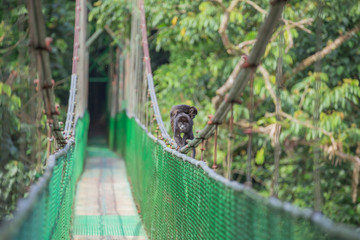 View of the Howler monkey on the hanging bridge in the jungle