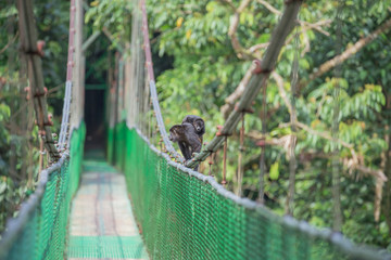 View of the Howler monkey on the hanging bridge in the jungle