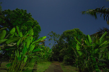 Fototapeta na wymiar Night view of the forest / landscape