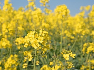 Obraz premium Rapsfeld, Rapsblüten, Brassica napus