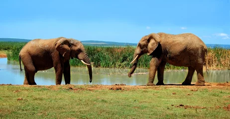 Fototapeten There are elephants at a watering hole. © Nataly Reinch