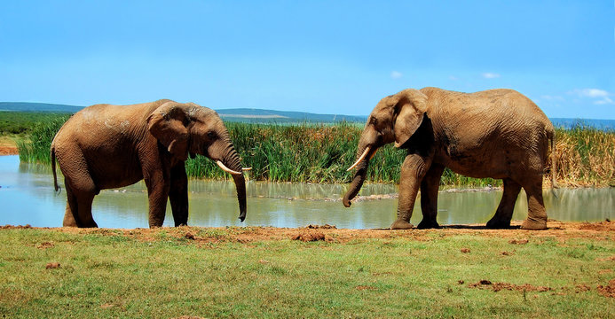 There are elephants at a watering hole.