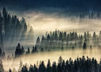 Gordijnen naaldbos in mistige bergen © Pellinni