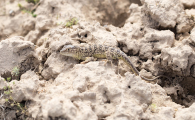 Lizard in the ground outdoors