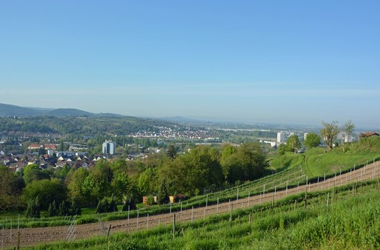 Aussicht von den Weinberg Schutterlindenberg zur Rheinebene, Lahr Ortenau Baden Deutschland 
