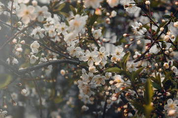 Floral spring background branch of cherry, apple tree with blossoming flowers instagram style. Still life concept, film tonal.