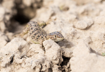 Lizard in the ground outdoors