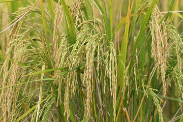 Paddy field, green agriculture land, India