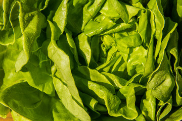 Green round lettuce, Lactuca sativa. Close up.