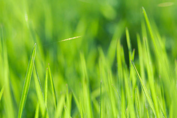 Green grass close up. Green grass through sun beams. Summer grass.