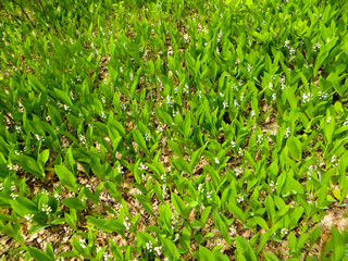 lilies of the valley in a forest