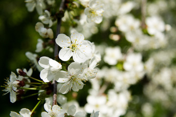White cherry blossoms with blurred background