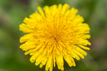 dandelion close up. yellow flower close up. yellow flower. 