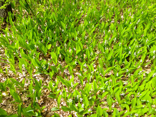 lilies of the valley in a forest