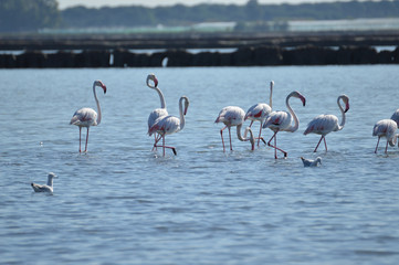 flamencos en las salinas
