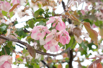 Fototapeta na wymiar Sakura flowers after the rain