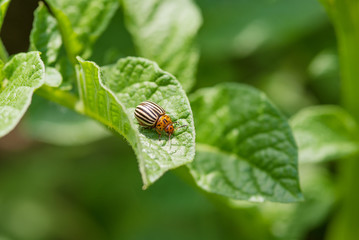 coccinella