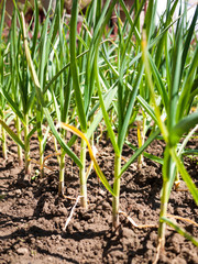 Garlic home plantation