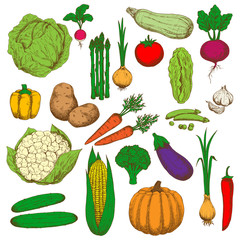 Retro colored sketched vegetables for food design