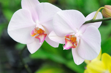 Obraz premium White Orchids