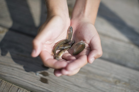 Hands of teenage boy holding bait fish on pier, Lake Superior, Gwinn, Michigan, USA