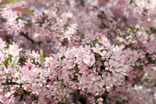 Sea of pink flowers/background with a lot of pink flowers in the spring fruit tree 