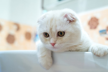 Scottish Fold kitten lying in  sink in  bathroom