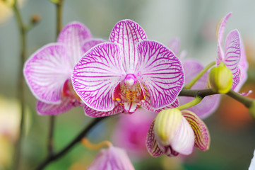 Obraz premium Pink Orchids