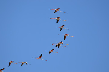 Fototapeta premium flamencos en las salinas