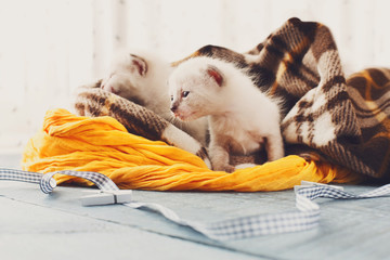 White Newborn kittens in a plaid blanket