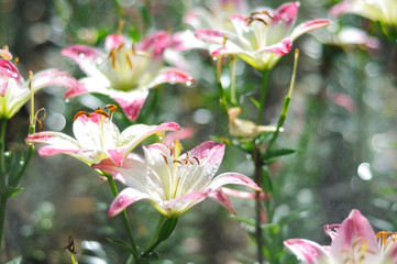 Obraz premium Lily Flowers