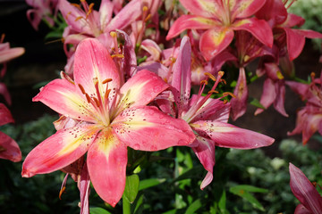 Lily Flowers