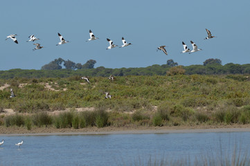paisaje de la marisma 
