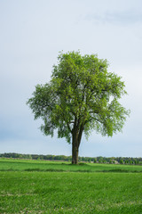 Fototapeta na wymiar zielone drzewo
