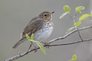 Swainson's Thrush perched in a shrub - Ontario, Canada