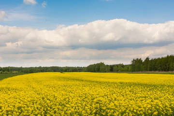 Rapeseed on the background of the blue sky 