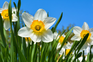 Fototapeta premium Bright flowers of daffodils on the background of blue sky