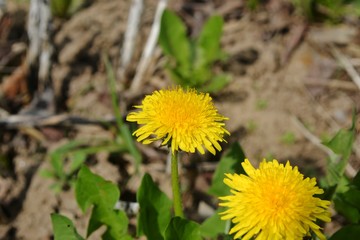 Одуванчики в саду
