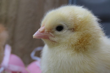Close up of Three day old yellow chick  on straw