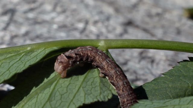 Caterpillar Crawling on Leaves of Plant. The larva of an insect crawling on the green leaves of the plant. Macro insects 
