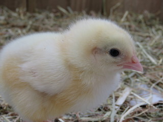 Close up of Three day old yellow chick  on straw
