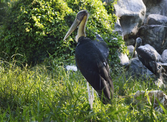 Lesser adjutant stork standing in the forest