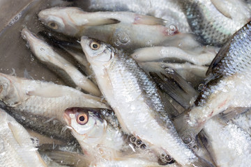 salted fish in brine as background