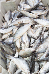 salted fish in brine as background