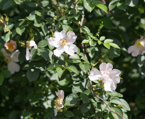 beautiful white flower on the tree in nature