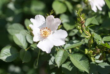 beautiful white flower on the tree in nature